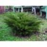Ficera kadiķis ,,Mint Julep,,- Juniperus pfitzeriana. 2l kont., stāds 20-30cm.