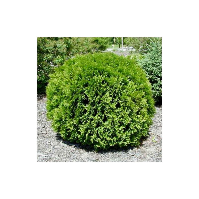 Rietumu tūja ,, Little Giant,,- stāds 30-50cm