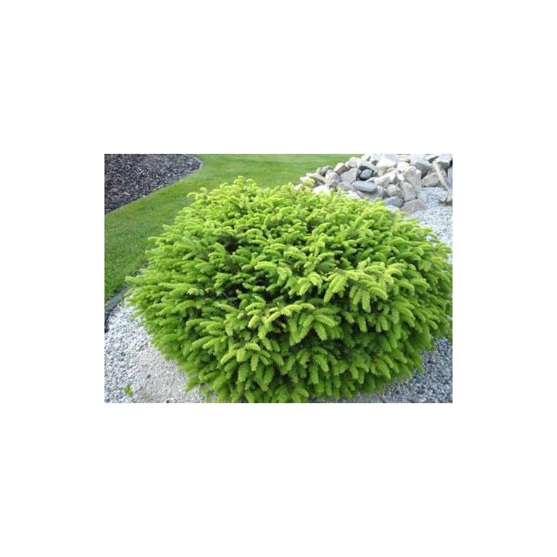 Parastā egle ,,Nidiformis,,- stāds 20-30cm