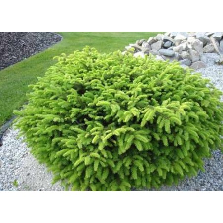 Parastā egle ,,Nidiformis,,- stāds 20-30cm