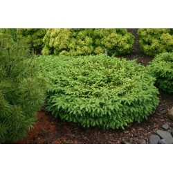 Parastā egle ,,Nidiformis,,- stāds 20-30cm