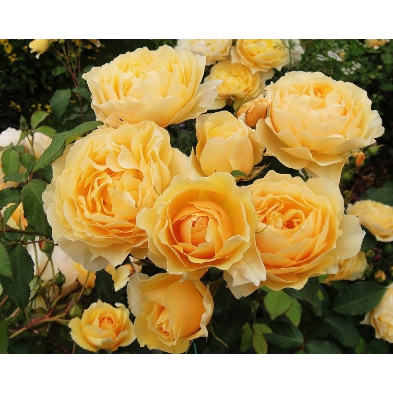 Angļu roze "Graham Thomas"