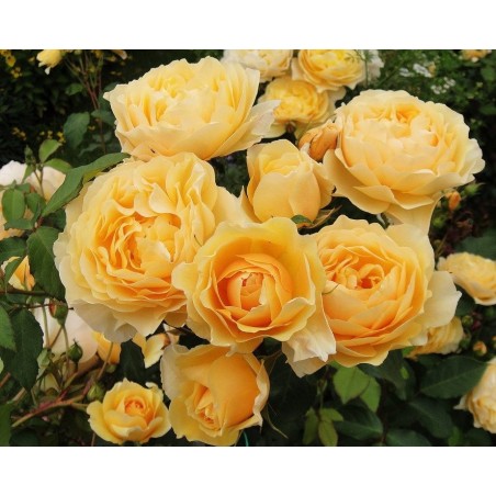 Angļu roze "Graham Thomas"