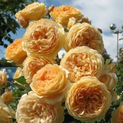 Angļu roze "Graham Thomas"