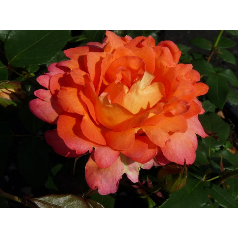 Tējhibrīdroze "Fairest cape"