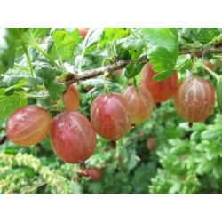 Ērkšķoga ,,Rodņik,,-...