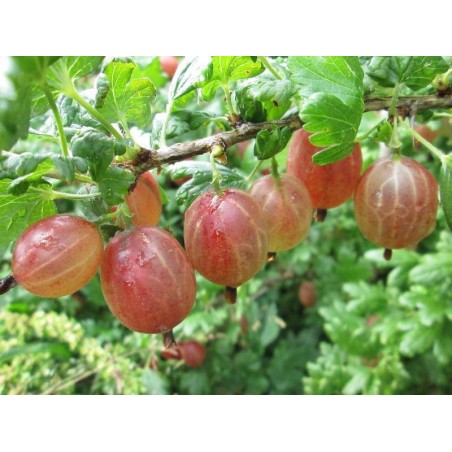 Ērkšķoga ,,Rodņik,,- dzeltenīgas ogas