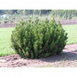 Kalnu priede - Pinus mugo...