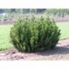 Kalnu priede - Pinus mugo var pumilio, stāds 15-20cm.