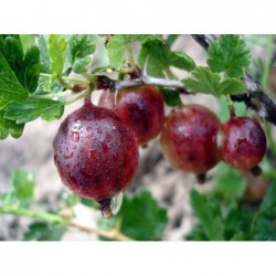 Ērkšķoga ,,Sadko,,-...