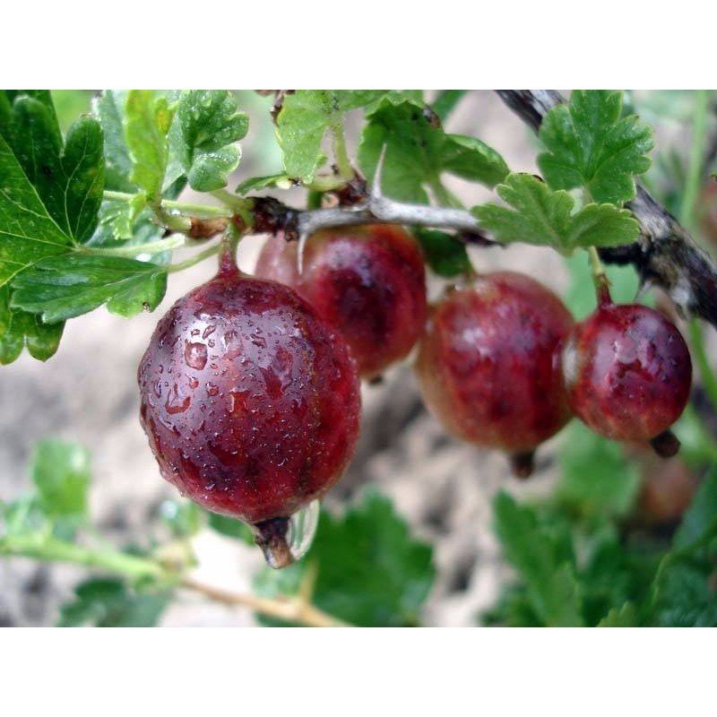 Ērkšķoga ,,Sadko,,- sarkanas ogas