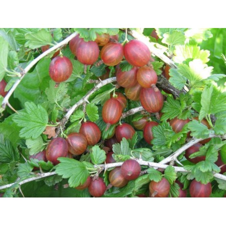 Ērkšķoga ,,Krasnoslavjanskij,,- tumši sarkanas ogas