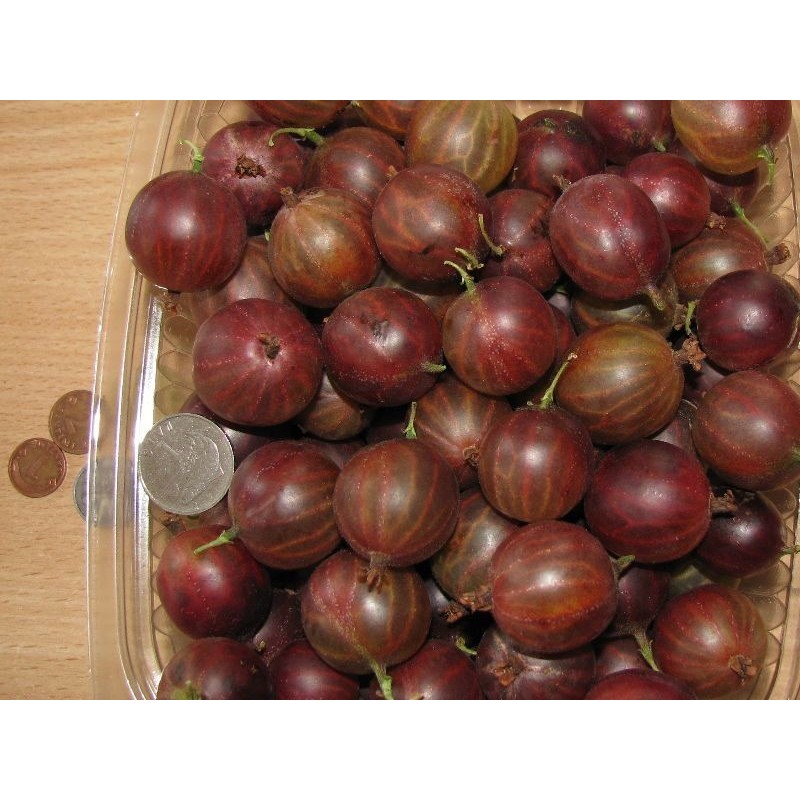 Ērkšķoga ,,Russkij,,- tumši sarkanas ogas