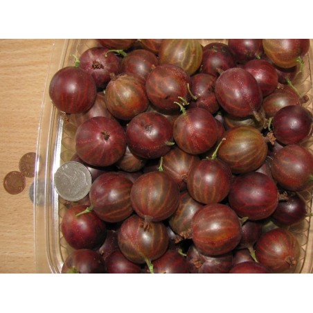 Ērkšķoga ,,Russkij,,- tumši sarkanas ogas