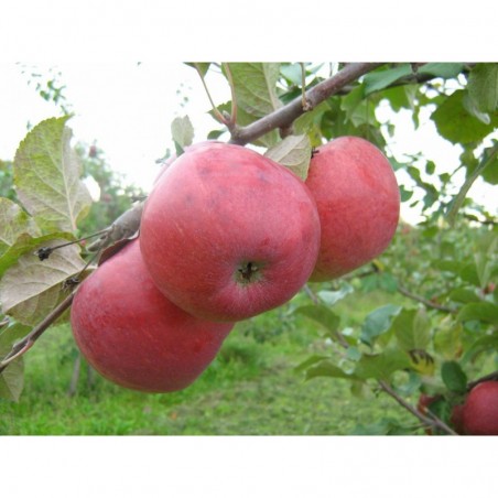 ,,Monta,,- puspundurābele