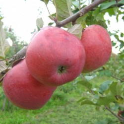 ,,Aļesja,,- puspundurābele