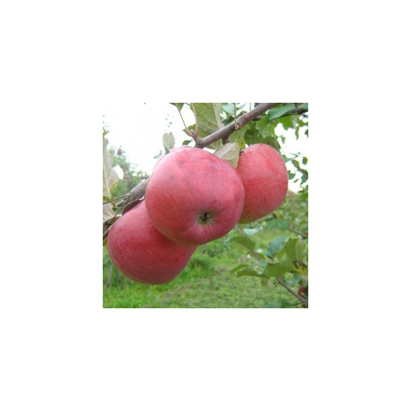 ,,Aļesja,,- puspundurābele