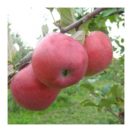 ,,Aļesja,,- puspundurābele