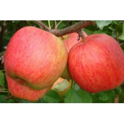 ,,Ligol,,- puspundurābele