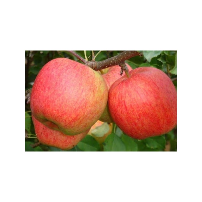 ,,Ligol,,- puspundurābele