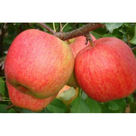 ,,Ligol,,- puspundurābele