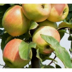 ,,Zarja Alatau,,- pundurābele