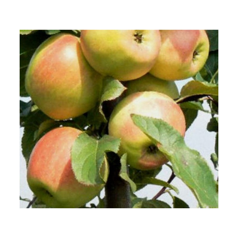 ,,Zarja Alatau,,- pundurābele