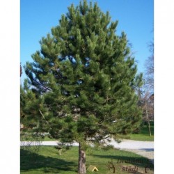 Melnā priede - Pinus nigra....