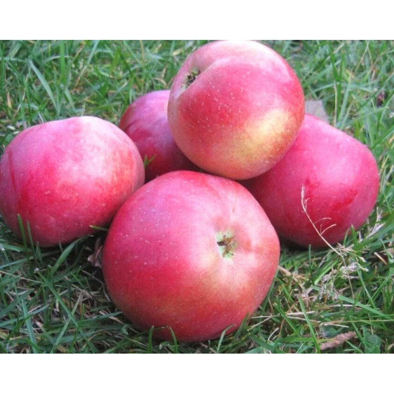 ,,Belorusskoje maļinovoje,,-pundurābele