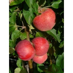 ,,Aļesja,,- pundurābele