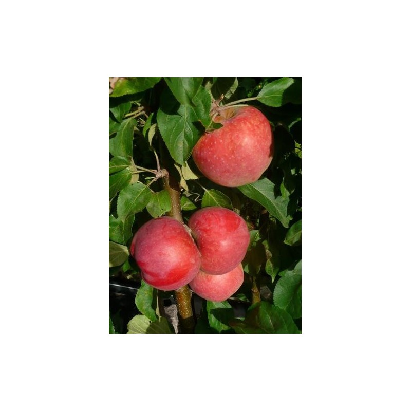 ,,Aļesja,,- pundurābele