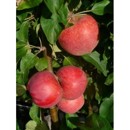 ,,Aļesja,,- pundurābele