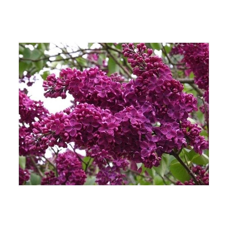 Parastais ceriņš ,,Andenken an Ludwig Spath,,- stāds C3 kont.