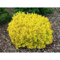 Tunberga bārbele...