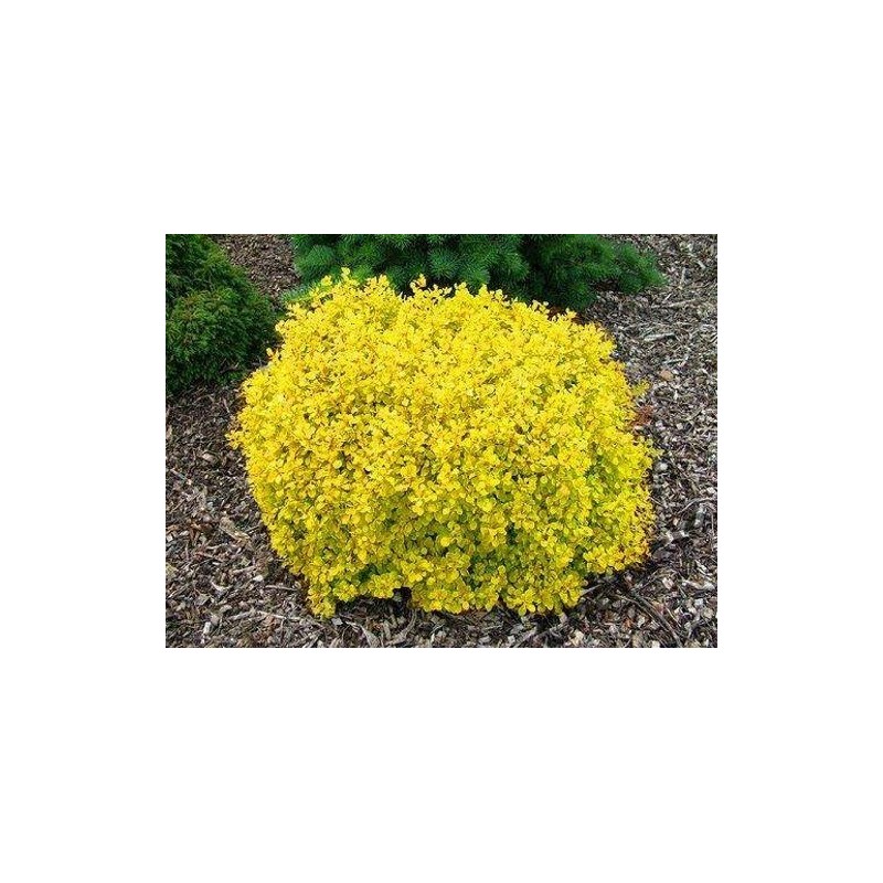 Tunberga bārbele ,,Goldalita,,- C2 kont.