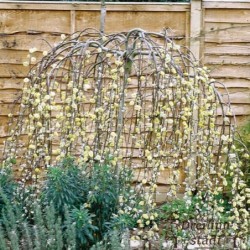 Nokarenais pūpols ,,Pendula,,- Salix caprea. Stāds 150cm.