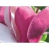 Sulanža magnolija ,,Lennei,,- 4 gadīgs stāds.