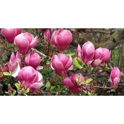 Sulanža magnolija ,,Lennei,,- 4 gadīgs stāds.