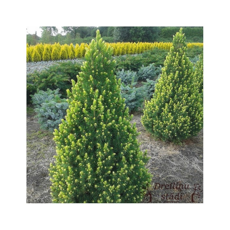 Kanādas egle ,, Rainbow,s end,,- picea glauca. Stāds 20cm.