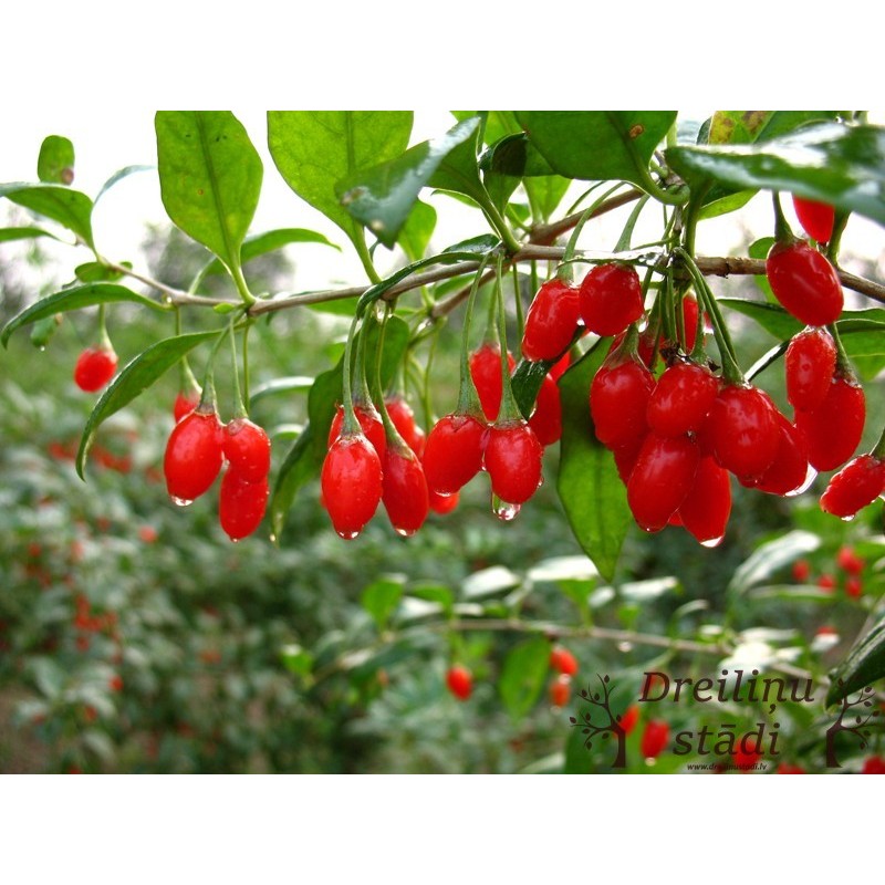 Godži ogas- Lycium barbarum. 2l kont., stāds 30-80cm.