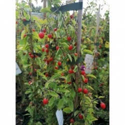 Godži ogas- Lycium barbarum. 2l kont., stāds 30-80cm.