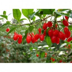 Godži ogas- Lycium barbarum. 2l kont., stāds 30-80cm.