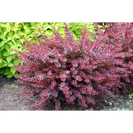 Tunberga bārbele ,,Dartš red lady,,- Berberis thunbergii. 2l kont., stāds 20-40cm.