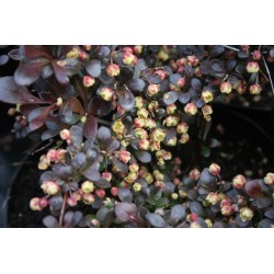 Tunberga bārbele ,,Dartš red lady,,- Berberis thunbergii. 2l kont., stāds 20-40cm.