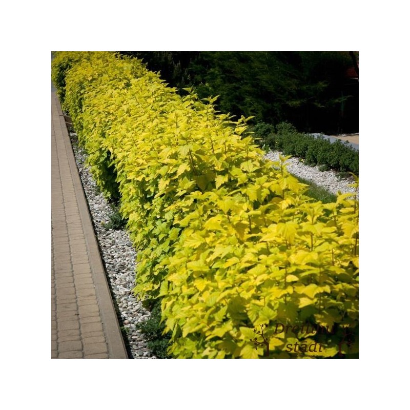 Irbeņlapu fizokarps ,,Luteus,,- Physocarpus opulifolius. 2l kont., stāds 40-70cm.