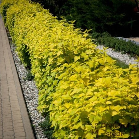 Irbeņlapu fizokarps ,,Luteus,,- Physocarpus opulifolius. 2l kont., stāds 40-70cm.