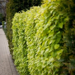 Irbeņlapu fizokarps ,,Luteus,,- Physocarpus opulifolius. 2l kont., stāds 40-70cm.