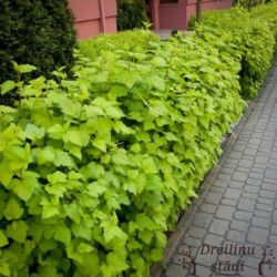 Irbeņlapu fizokarps ,,Luteus,,- Physocarpus opulifolius. 2l kont., stāds 40-70cm.