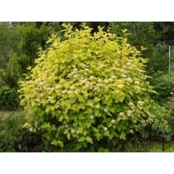 Irbeņlapu fizokarps ,,Luteus,,- Physocarpus opulifolius. 2l kont., stāds 40-70cm.