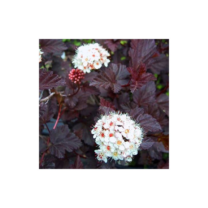 Irbeņlapu fizokarps ,,Red Baron,,- Physocarpus opulifolius. 2l kont., stāds 40-80cm.